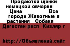 Продаются щенки немецкой овчарки!!! › Цена ­ 6000-8000 - Все города Животные и растения » Собаки   . Дагестан респ.,Кизляр г.
